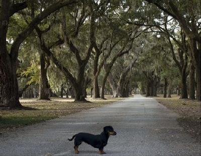 lulu, james island, civil war johns island,  