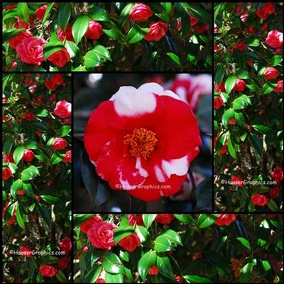 Camellias at Fenwick Hall Gardens, Near Drayton Hall, Magnolia Hill, Middleton Place, James Island, Stono Rebellion, Charleston Golf Course, Maybank Highway Magnolias.
