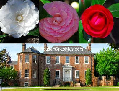 Camellias of Fenwick, Charleston Camellia Society, Historical Houses of America, National Landmark, old plantation, Centinel, Shadow, Flimnap, Godolphin, horses, wood stork 