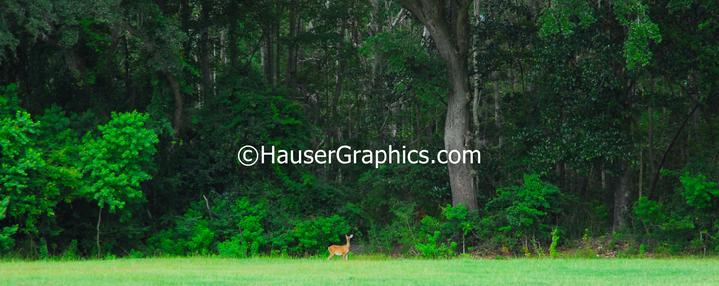 I526 Bypass to destroy critical wilfe life habitat on the Stono River!,  I526, SCDOT, HauserGraphics, Endangered Species, Wood Stork, Charleston Plantations, Deer Reserve, Fenwick Historical District, John's Island Stud Historical District. 