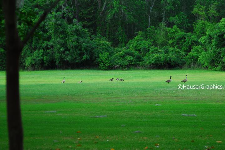 Canadian Geese invade Fenwick, Wild Life Preserve Charleston 