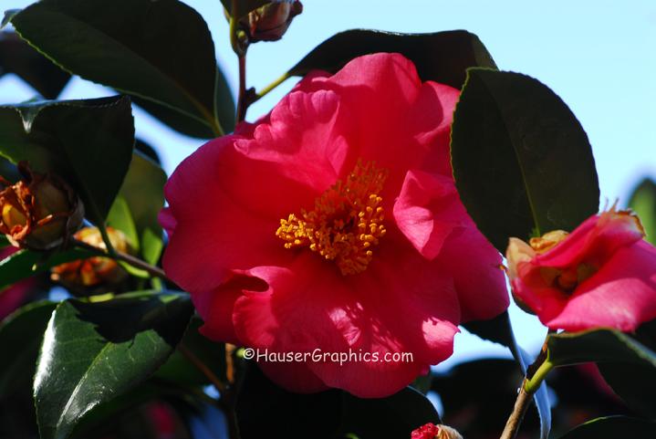 Charleston Camellias, Red Camellias at Fenwick Castle, John's Island,  River Road, Maybank Highway.