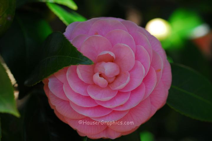 Pink Camellia in the old antique camellia gardens at Fenwick Hall Plantation on John's Island, SC