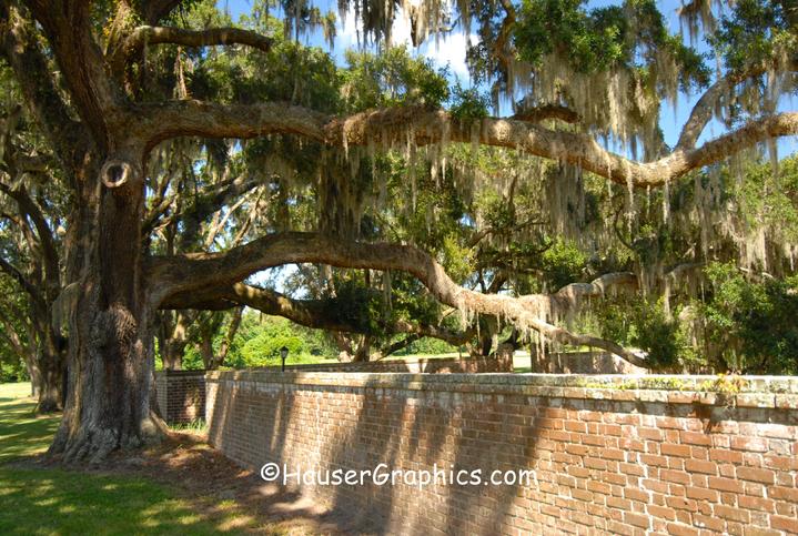 Fenwick Hanging Tree, John Fenwick, John Hauser Graphics, Charleston Ghost Stories, Charleston Plantations, SC Plantations, Stono River, James Island, Magnolias 