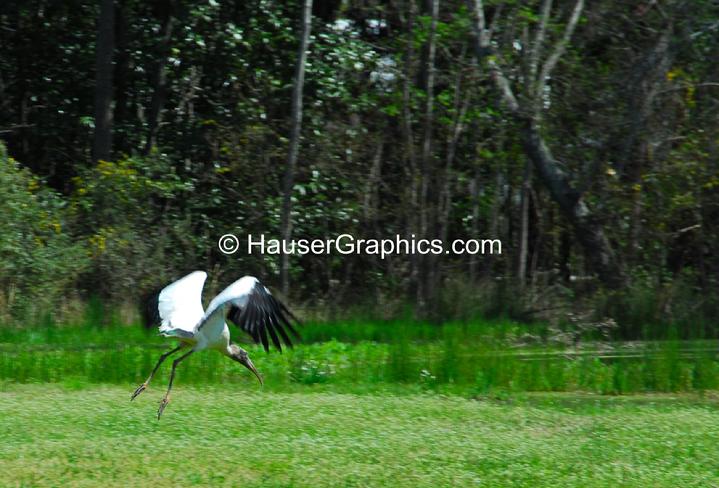 endangered wood stork, Hauser photography, streisand, fluffy, john's island, sc, seabrook, kiawah, stono, james island 